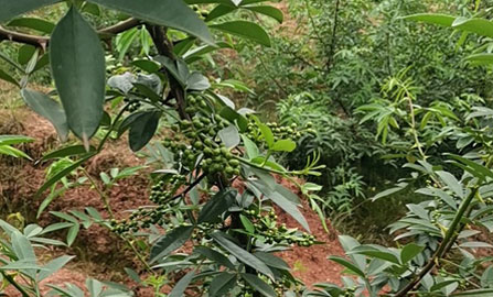 哪種花椒烘干機(jī)比較省錢？生怕知道得太晚