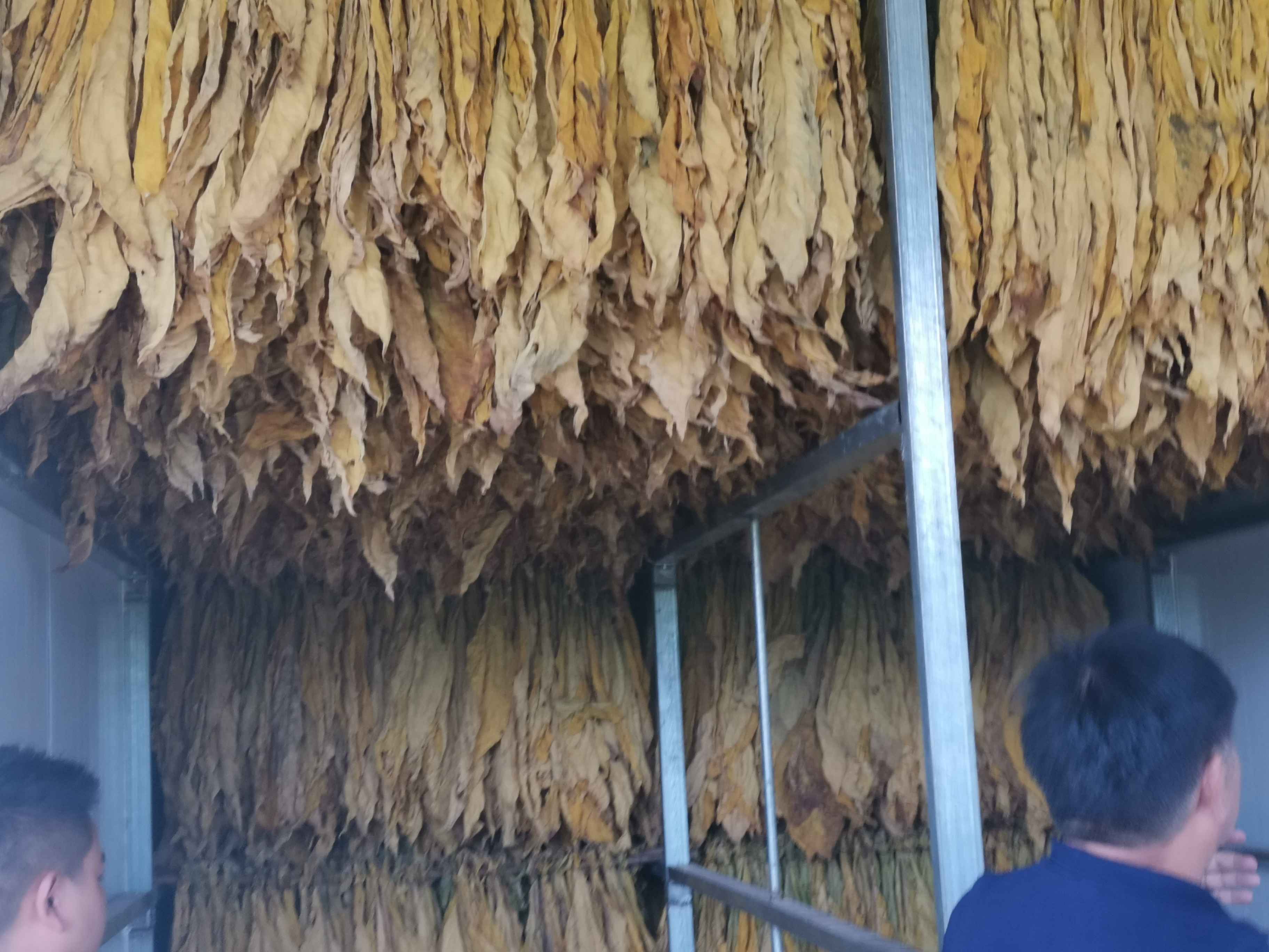 烤煙成本太高？寶秸生物質(zhì)顆粒燃燒機(jī)更省料